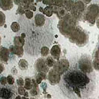 mold and mildew image